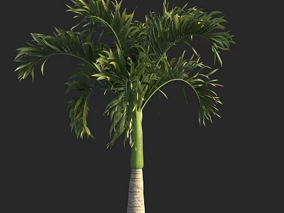 Natural Palm Tree With Lush Green Fronds And Tall Straight Trunk 3d model