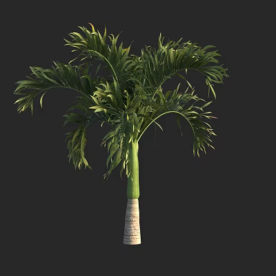 Natural Palm Tree With Lush Green Fronds And Tall Straight Trunk 3d model