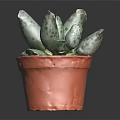 Spotted Fleshy Succulent Plant In Red Terracotta Pot On Dark Background