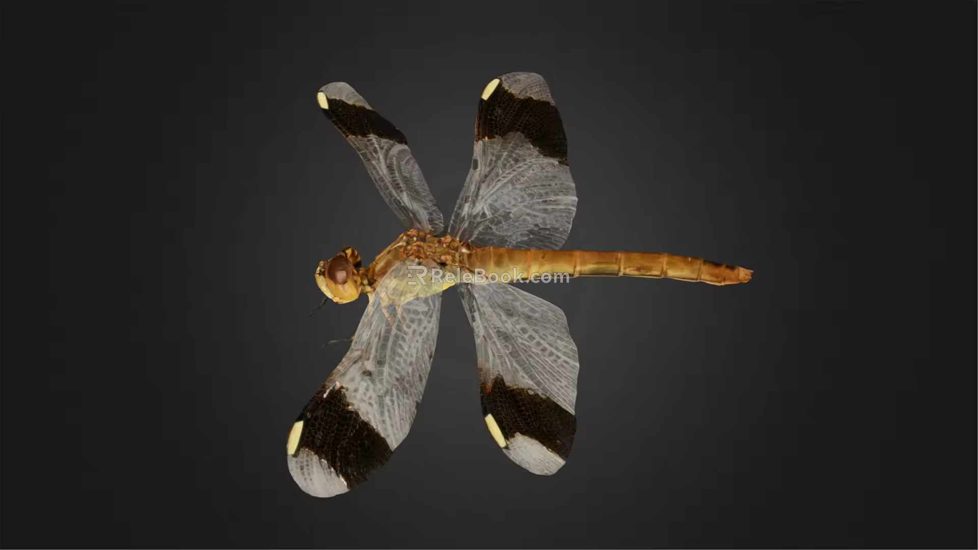 Modern Dragonfly Butterfly 3d model