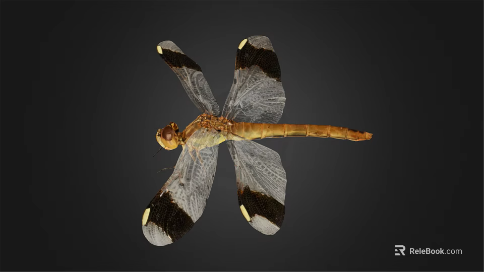 Vibrant Brown Dragonfly Showing Black And White Patterned Transparent Wings And Large Eyes 3d model 