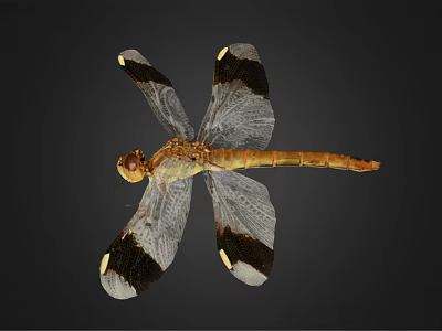 Vibrant Brown Dragonfly Showing Black And White Patterned Transparent Wings And Large Eyes 3d model