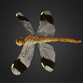 Modern Dragonfly Butterfly 3d model