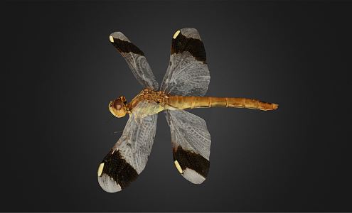 Modern Dragonfly Butterfly 3d model