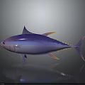 Purple And Blue Tuna Fish With Yellow Fins On Gray Background With Reflection