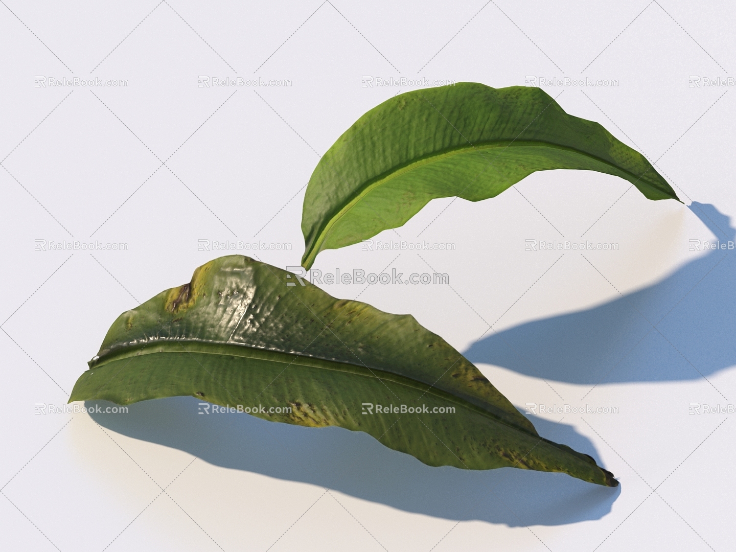 vegetables, vegetable leaves, leaves, food 3d model