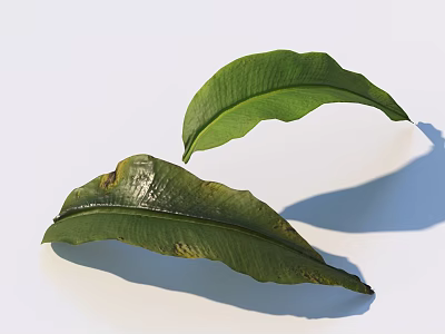 Green Fern Leaves With Visible Veins And Natural Curved Edges On White Background Showing Shadow 3d model