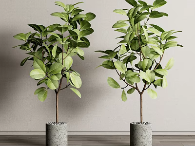 Bonsai Potted Plants With Lush Green Leaves In Gray Concrete Pots For Indoor Decor 3d model