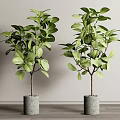 Bonsai Potted Plants With Lush Green Leaves In Gray Concrete Pots For Indoor Decor