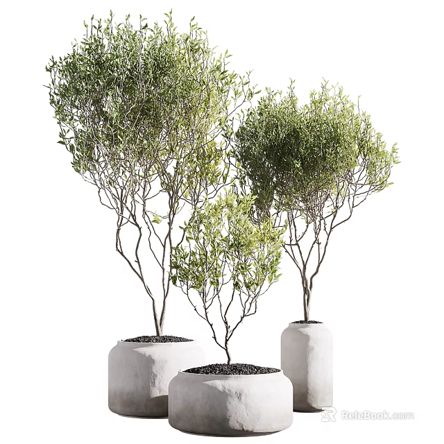 Bonsai Trees in White Cylindrical Pots Displaying Green Foliage and Slender Branches 3d model 