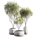 Bonsai Trees in White Cylindrical Pots Displaying Green Foliage and Slender Branches