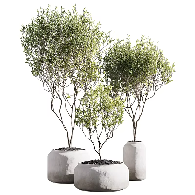 Bonsai Trees in White Cylindrical Pots Displaying Green Foliage and Slender Branches 3d model