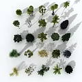 Different Types of Arbor Trees Collection with Shadows on White Background