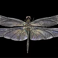 modern dragonfly 3d model