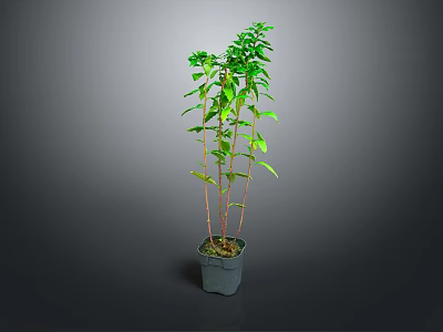 Tall Green Potted Plant with Slender Stems and Lush Green Leaves in Gray Pot 3d model