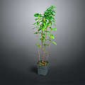 Tall Green Potted Plant with Slender Stems and Lush Green Leaves in Gray Pot
