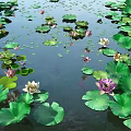 Garden Landscape Pond With Lily Pads Lotus Flowers And Swimming Fish