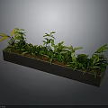 Various Green Plants in Rectangular Planter with Different Leaf Shapes on Dark Background