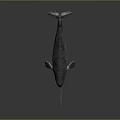 Realistic Narwhal With Long Spiral Tusk Gray Body On Dark Background