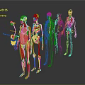 3D Human Organ System Models Displaying Muscles Skeleton Nerves And Circulatory Structures 3d model