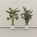 Indoor Potted Plants With Large Green Leaves And Slender Fronds In White Planters