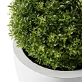 Large and Small Green Topiary Bushes in White Planters for Outdoor Decor