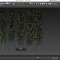 Five Tall Trees With White Trunks And Green Leaves Arranged In A Row