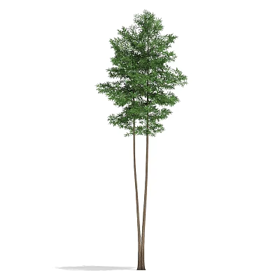 Tall Green Tree With Slender Trunks And Lush Foliage In Natural Landscape 3d model