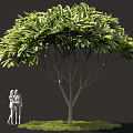 Lush Shrub With White And Green Foliage Brown Trunk Green Grass And Two People Figures
