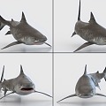 Tiger Shark with Binding and Animated Shark Whale Sea Life 3d model