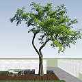 Tall Lush Arbor With Dense Green Foliage And Curved Trunk Against Clear Blue Sky