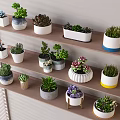 Bonsai Potted Plants Display On Wooden Shelves With Various Succulents And Decorative Pots