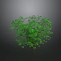 Lush Green Bush With Dense Leaves Growing Against Gray Background