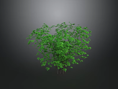 Lush Green Bush With Dense Leaves Growing Against Gray Background 3d model