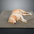 Yellow Labrador Dog Sleeping Peacefully On Gray Concrete Ground In Relaxed Position
