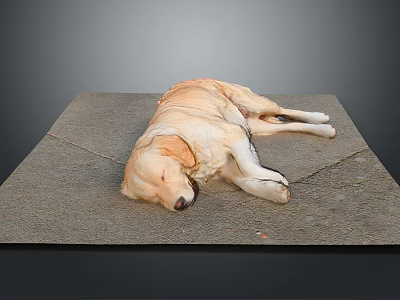 Yellow Labrador Dog Sleeping Peacefully On Gray Concrete Ground In Relaxed Position 3d model