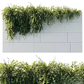 Lush Green Vines Decorating White Wall And Natural Foliage