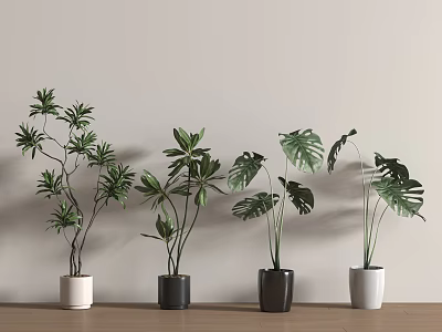 Indoor Potted Plants With Various Leaf Shapes And Colored Pots On Wooden Table 3d model