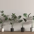 Indoor Potted Plants With Various Leaf Shapes And Colored Pots On Wooden Table
