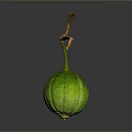 Fresh Green Gourd Hanging From Branch On Dark Background With Reflection 3d model