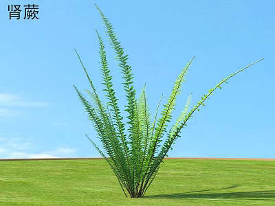 Lush Nephrolepis Fern With Green Fronds Growing On Grassland Against Blue Sky 3d model