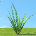 Lush Nephrolepis Fern With Green Fronds Growing On Grassland Against Blue Sky