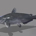 Gray Catfish 3D Model With Whiskers Isolated On Gray Background