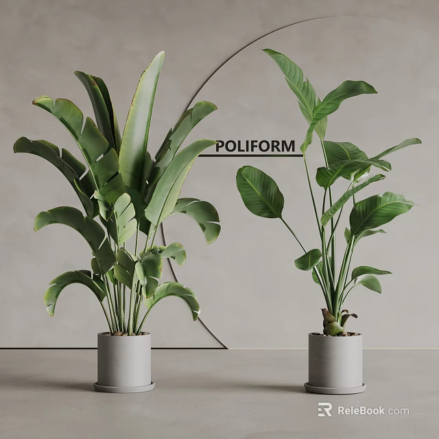 Indoor Potted Plants With Large Green Leaves In White Cylindrical Pots Modern Decor 3d model 