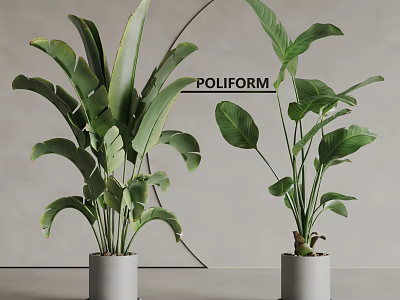 Indoor Potted Plants With Large Green Leaves In White Cylindrical Pots Modern Decor 3d model