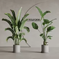 Indoor Potted Plants With Large Green Leaves In White Cylindrical Pots Modern Decor