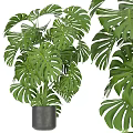 Lush Green Potted Plants with Monstera Leaves in Gray Pots for Indoor Home Decor