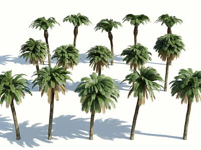 Palm Trees With Lush Green Foliage And Straight Trunks Growing In Orderly Arrangement With Shadows 3d model