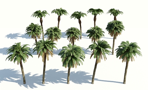 Modern Palm Tree 3d model