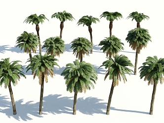 Modern Palm Tree 3d model